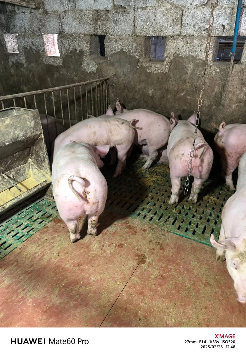 仔猪养殖视频怎么学更高效？-图1