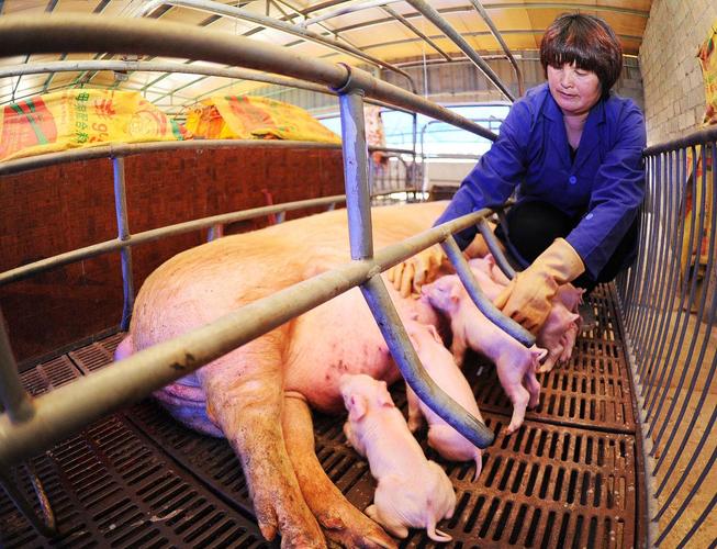 仔猪养殖视频怎么学更高效？-图2