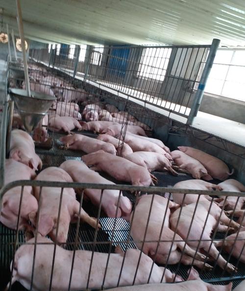 仔猪养殖视频怎么学更高效？-图3