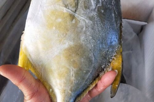 金鲳鱼价格多少钱一斤？-图1