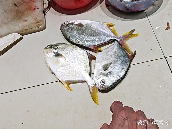 金鲳鱼价格多少钱一斤？-图3
