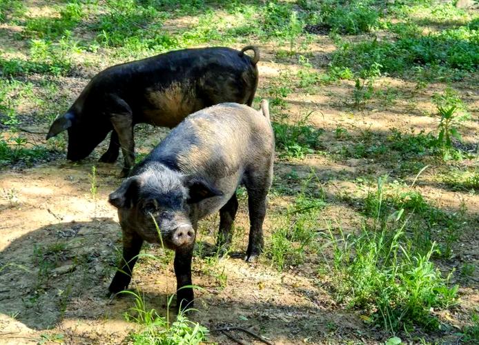 陕西土猪品种有哪些？-图1