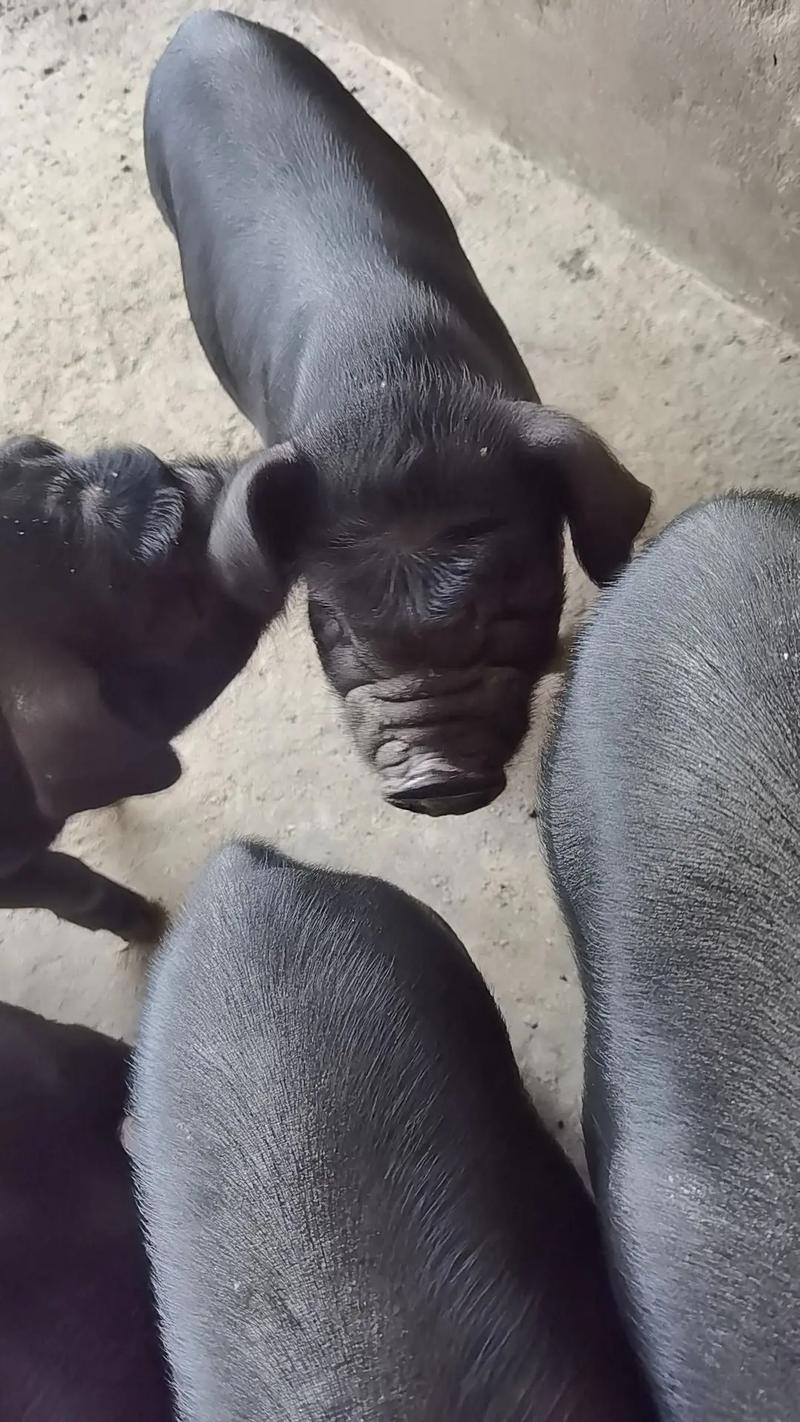 陕西土猪品种有哪些？-图3