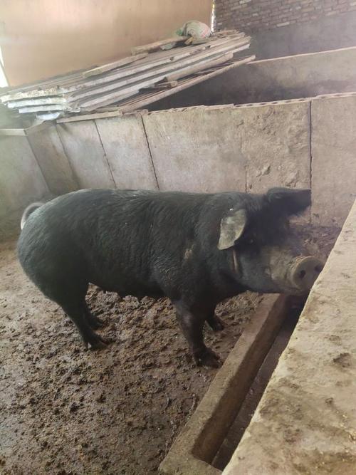 陕西土猪品种有哪些？-图2