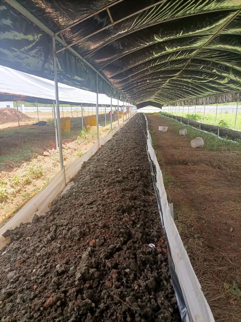 蚯蚓养殖技术视频哪里能下载？-图3