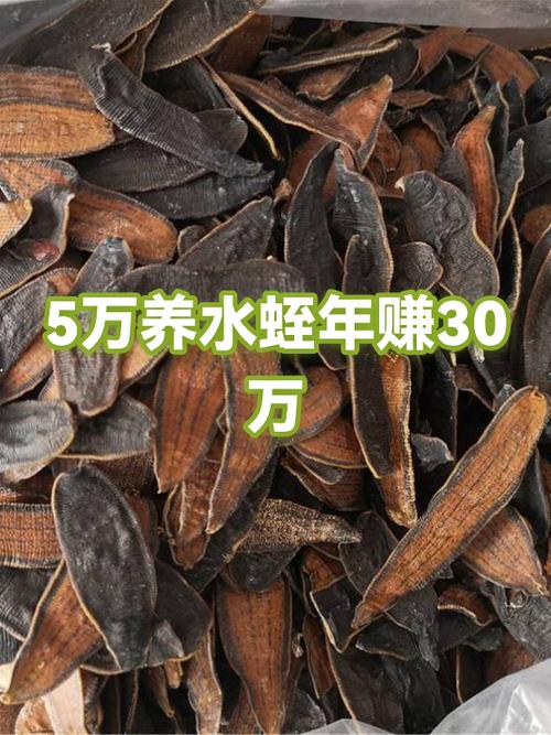 亳州水蛭干品价多少？-图1