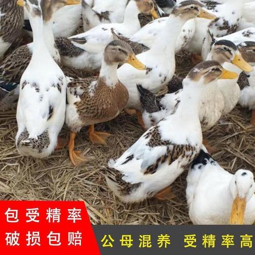 四川种鸭鸭蛋价格行情如何？-图2