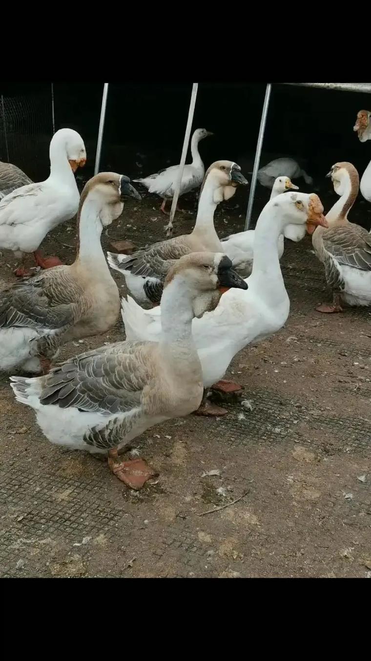 南方适合养什么品种鹅？-图1