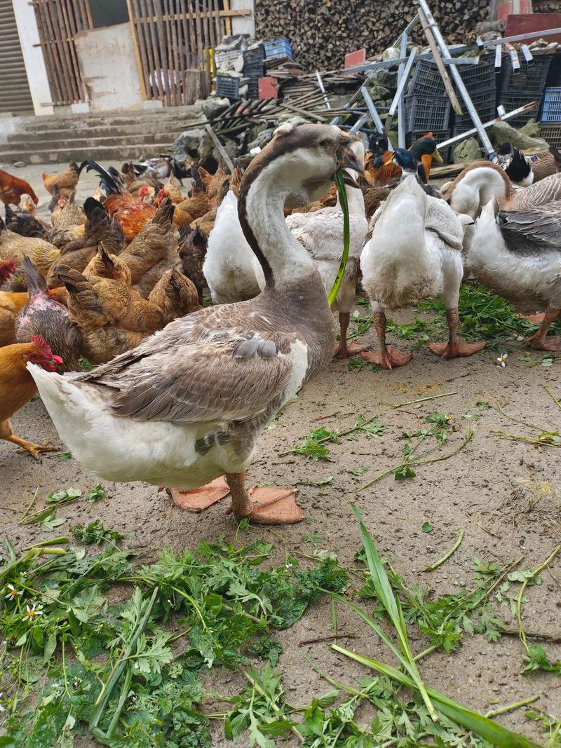 南方适合养什么品种鹅？-图3