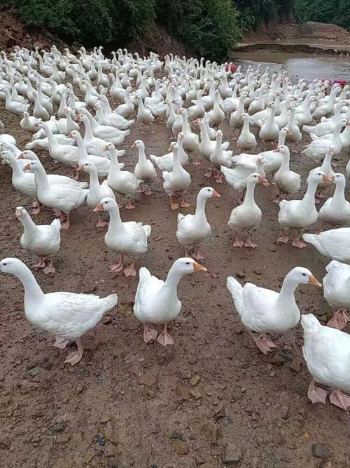 南方适合养什么品种鹅？-图2