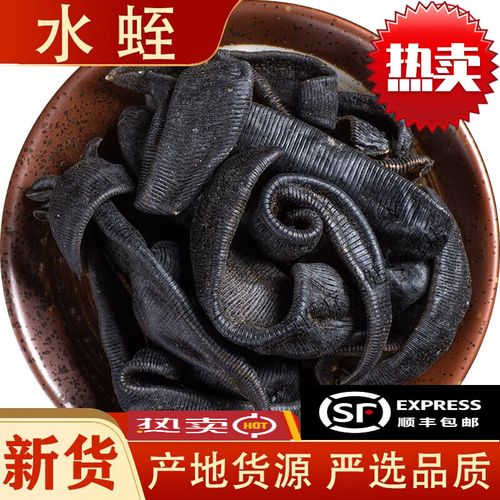 宽体金线蛭品种优势具体有哪些？-图1