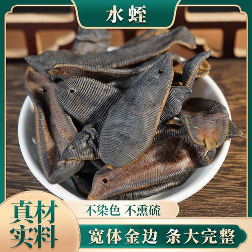 宽体金线蛭品种优势具体有哪些？-图2