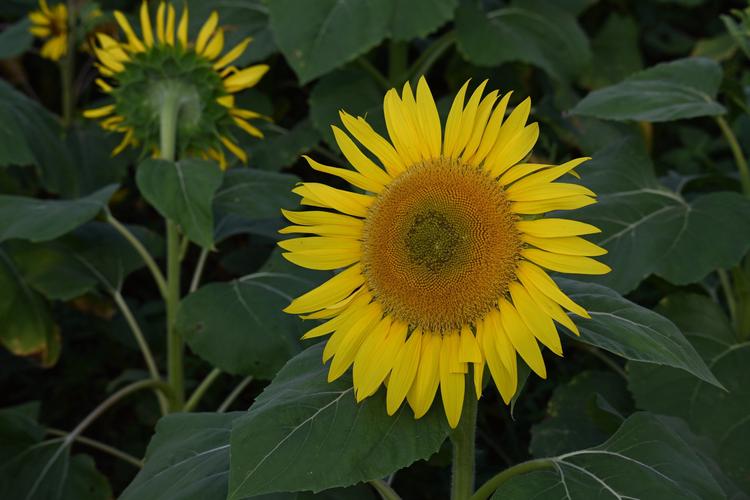 向日葵品种差异究竟有多大？-图2