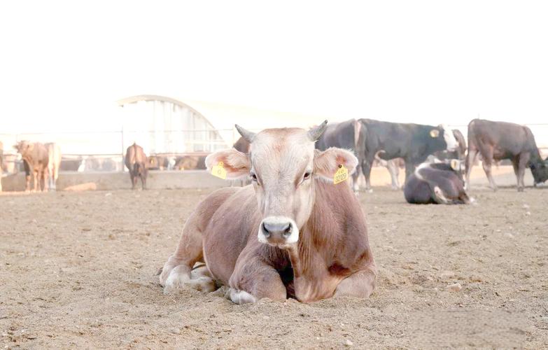 新疆褐牛是什么品种？-图1