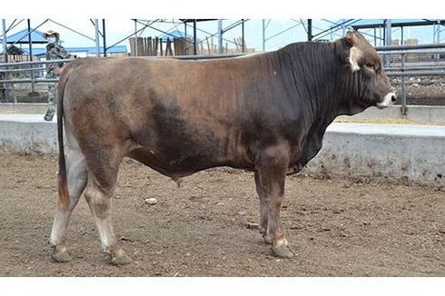 新疆褐牛是什么品种？-图2