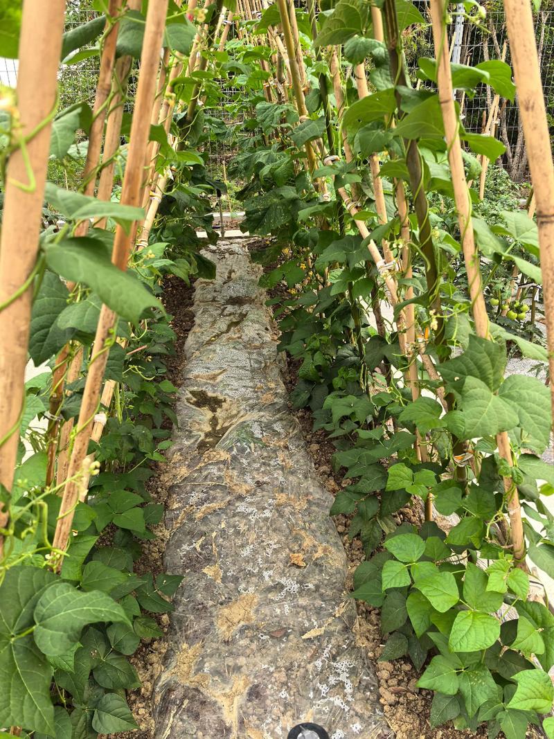 盆栽葫芦怎么种？视频教你技巧！-图2