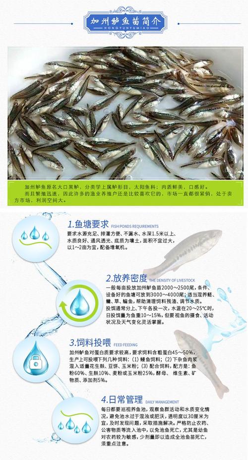 鲈鱼苗价格一斤多少？-图1