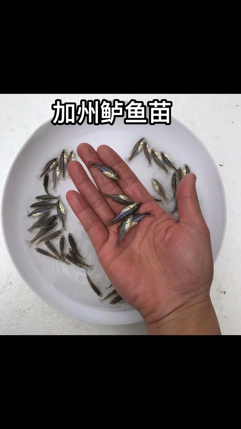 鲈鱼苗价格一斤多少？-图2