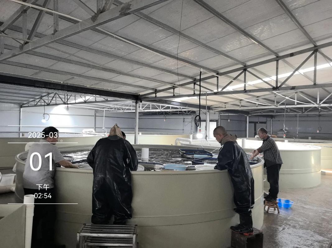 鲈鱼苗价格一斤多少？-图3