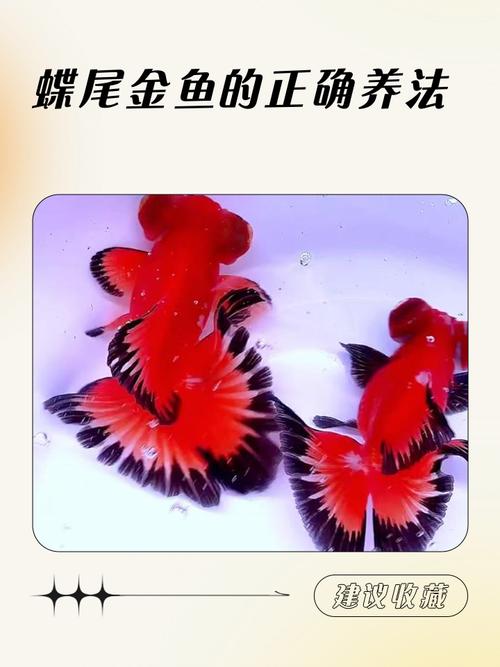 家庭金鱼养殖技术视频怎么学？-图1