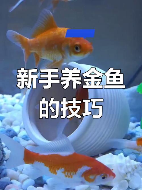 家庭金鱼养殖技术视频怎么学？-图2