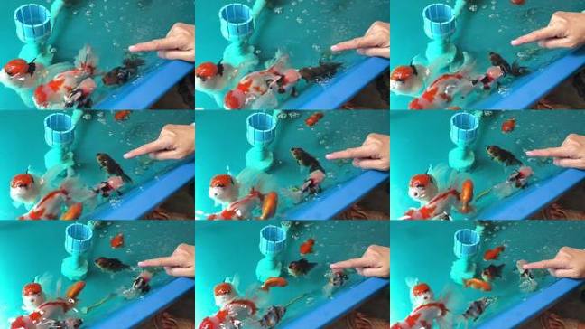 家庭金鱼养殖技术视频怎么学？-图3