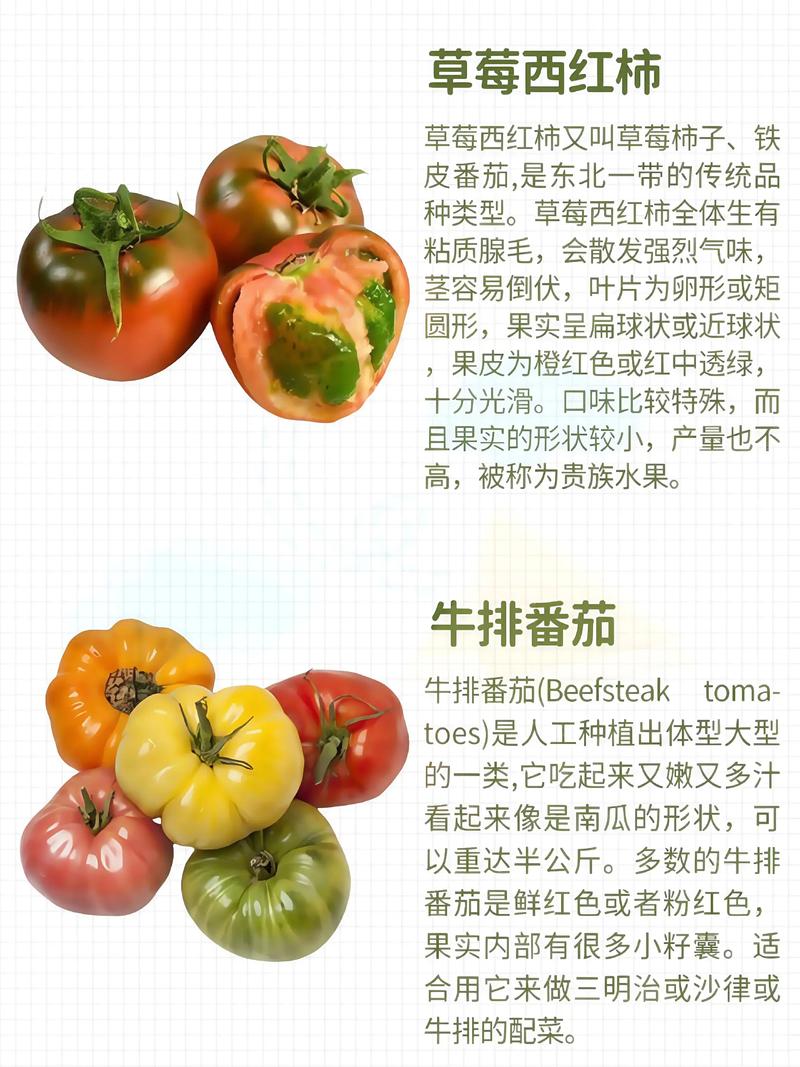 哪种大棚番茄品种最值得种？-图2