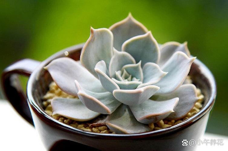 哪些多肉品种叶片会长得特别长？-图2