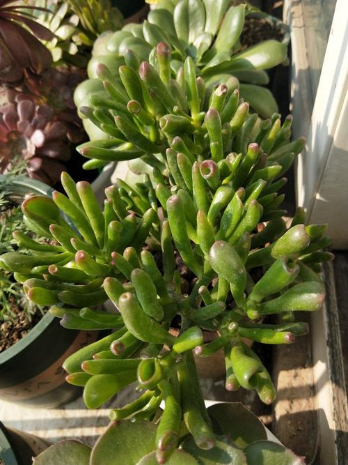 哪些多肉品种叶片会长得特别长?-图1 哪些多肉品种叶片会长得特别长?-图1