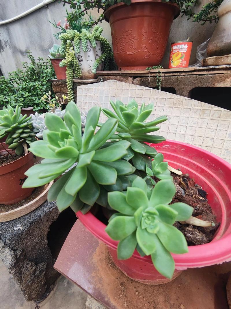 哪些多肉品种叶片会长得特别长?-图3 哪些多肉品种叶片会长得特别长?-图3