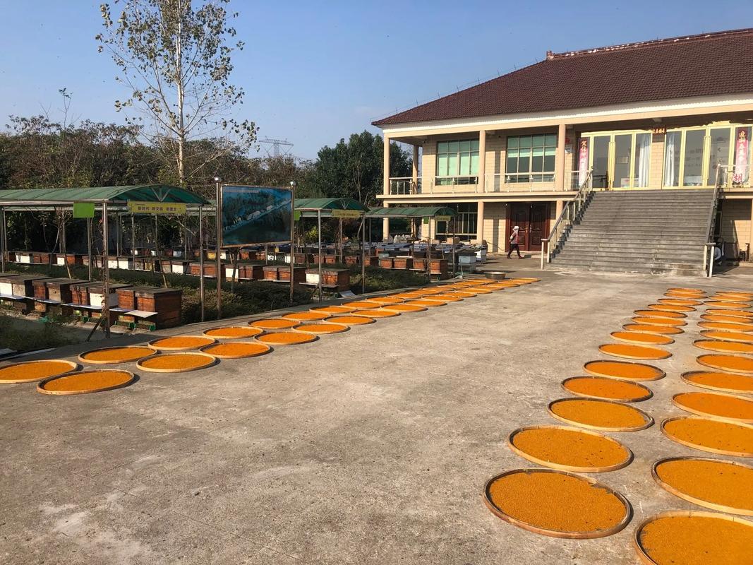 哪里能下载蜜蜂养殖技术视频?-图1 哪里能下载蜜蜂养殖技术视频?-图1