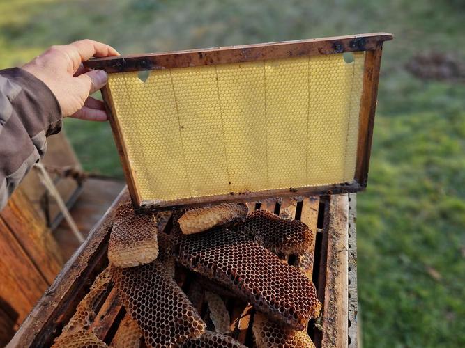 哪里能下载蜜蜂养殖技术视频？-图2