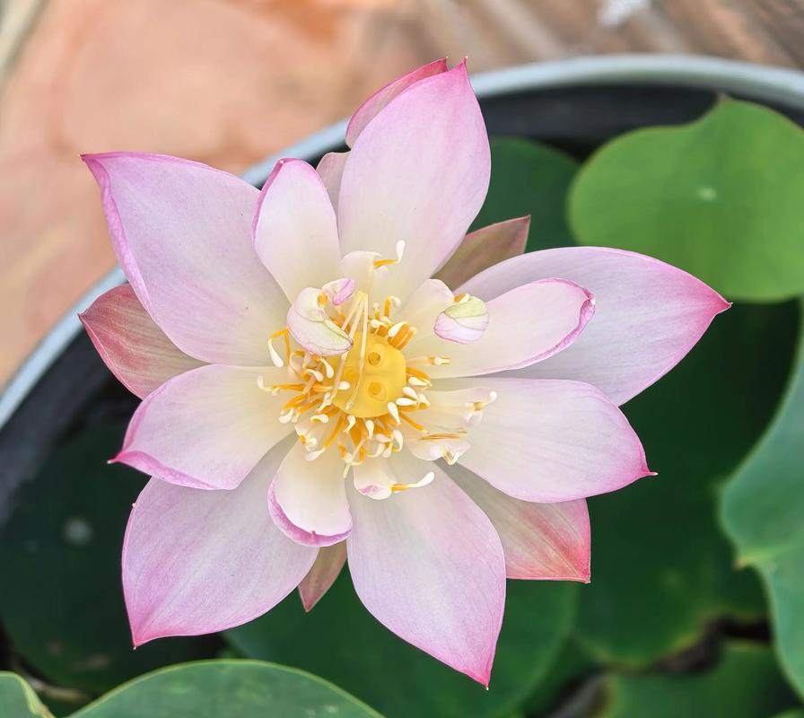 哪些碗莲品种颜值最高？-图2