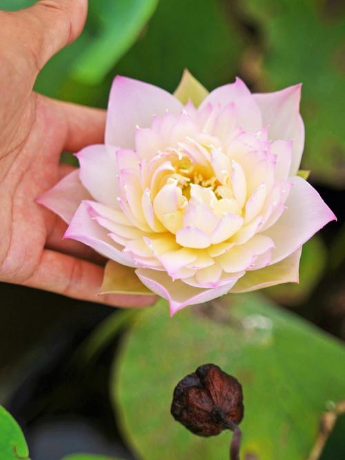 哪些碗莲品种颜值最高？-图3