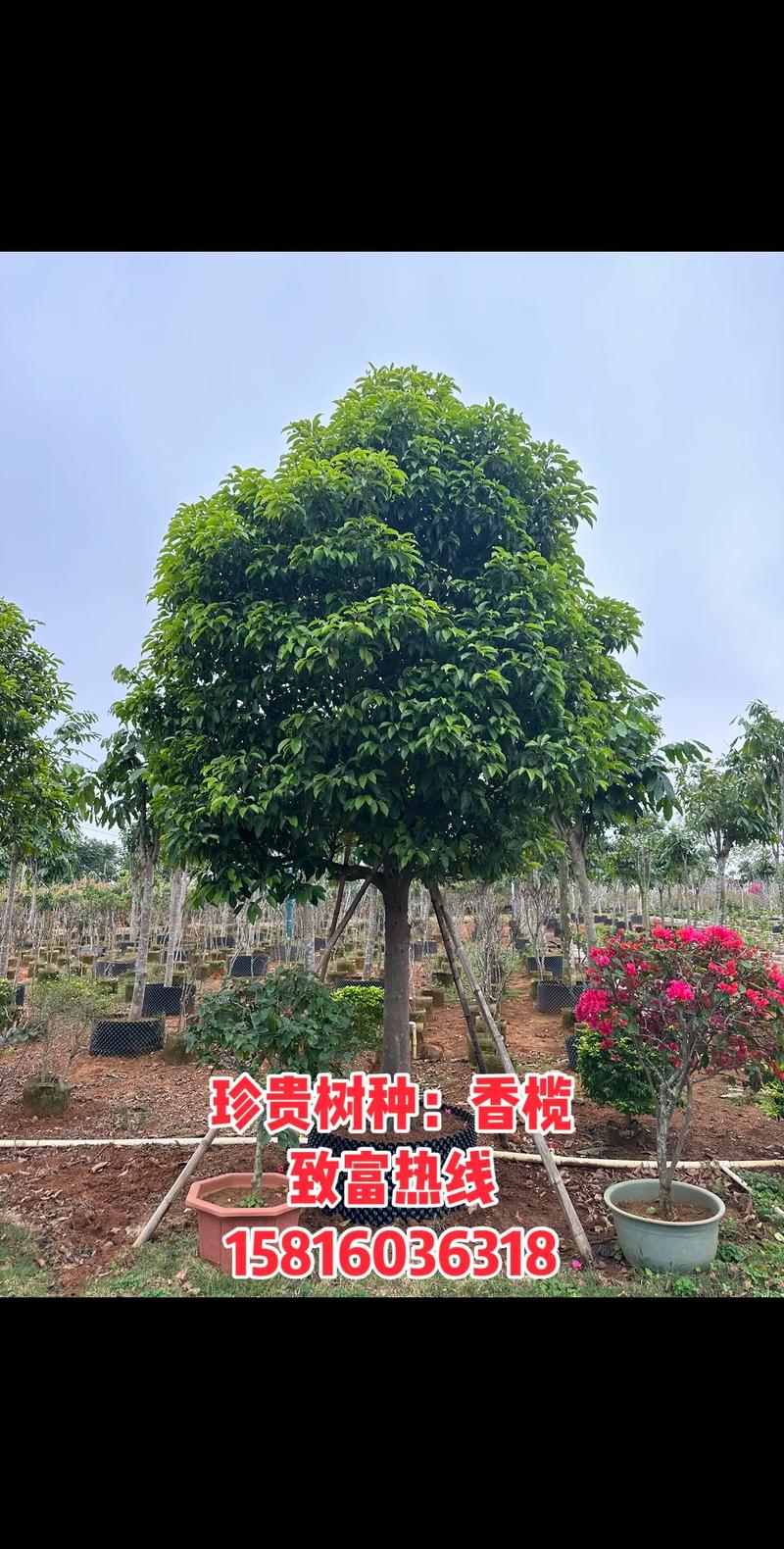 珍贵树种有哪些常见品种?-图1 珍贵树种有哪些常见品种?-图1