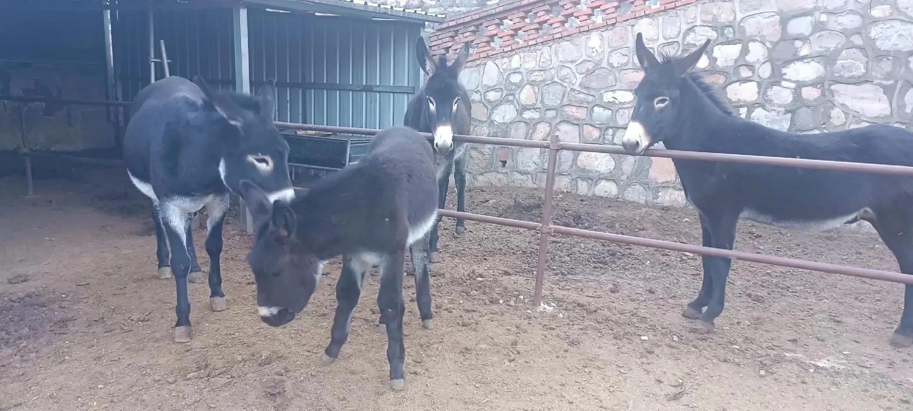 肉驴养殖品种选哪个好？-图3