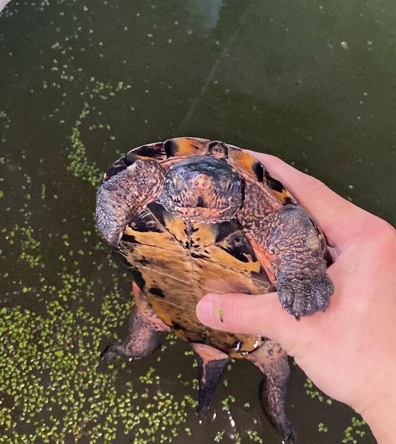 什么品种黑颈龟最贵-图1