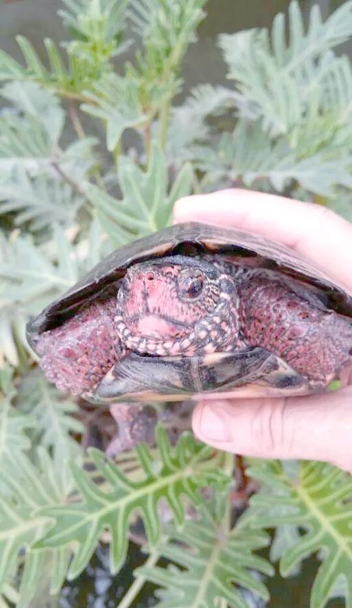 什么品种黑颈龟最贵-图2