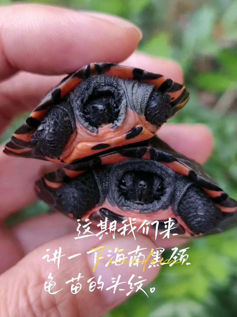 什么品种黑颈龟最贵-图3