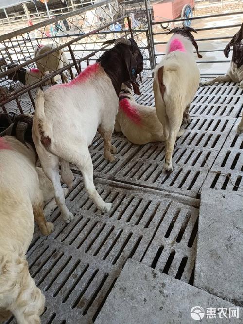 大耳山羊是什么品种？-图2