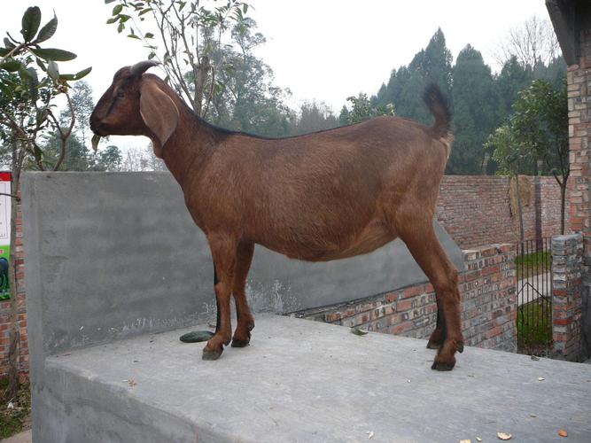 大耳山羊是什么品种？-图3