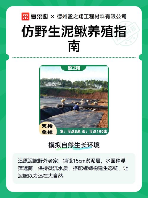 泥鳅批发价多少钱一斤？行情如何？-图1