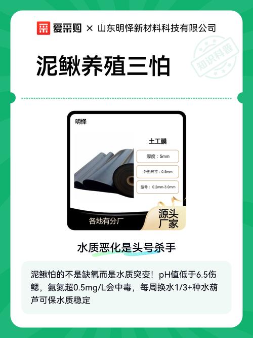 泥鳅批发价多少钱一斤？行情如何？-图2