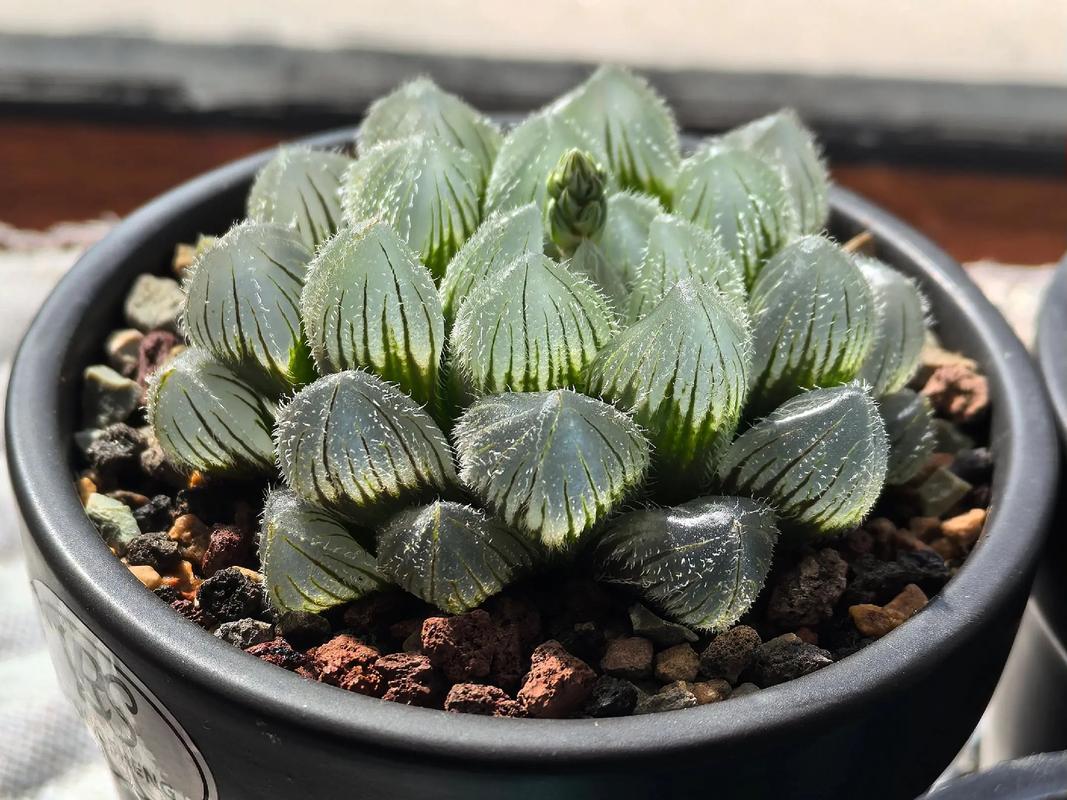 多肉玉露最大品种是哪个？-图1