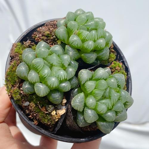 多肉玉露最大品种是哪个？-图2