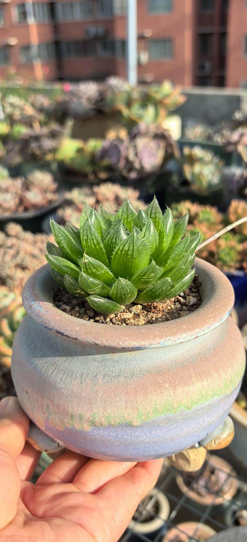 多肉玉露最大品种是哪个？-图3