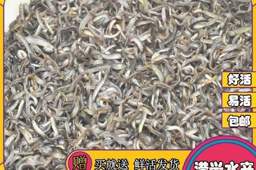 台湾泥鳅水花养殖技术要点有哪些？-图2