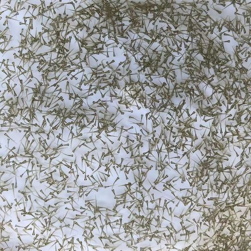 台湾泥鳅水花养殖技术要点有哪些？-图1