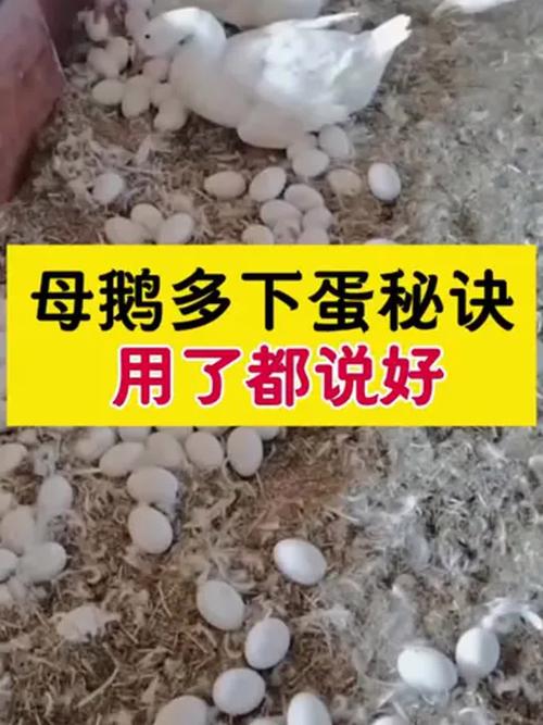 什么鹅品种下蛋量高?-图1 什么鹅品种下蛋量高?-图1