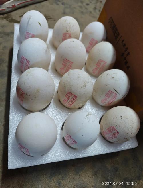 什么鹅品种下蛋量高?-图2 什么鹅品种下蛋量高?-图2